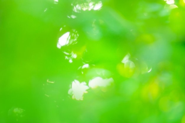 Blurred sunset garden or park background with daylight Green leaves in a forest abstract blurred background