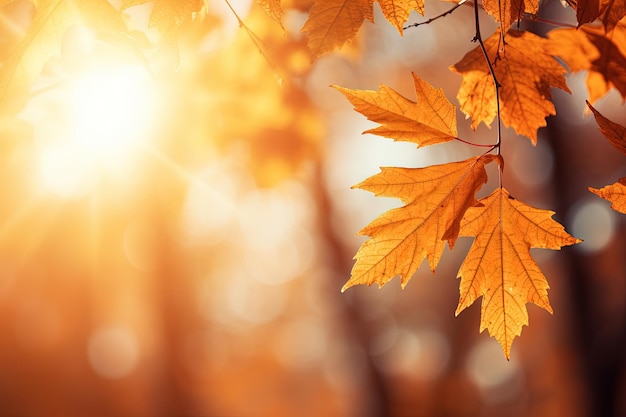 Blurred trees and autumn leaves on the sun