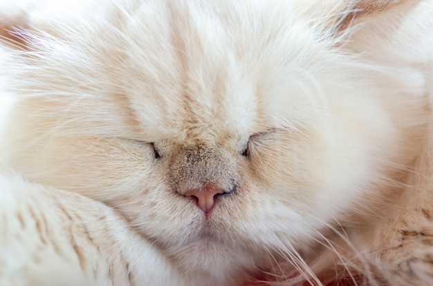 Photo blurred white persian cats are sleeping.