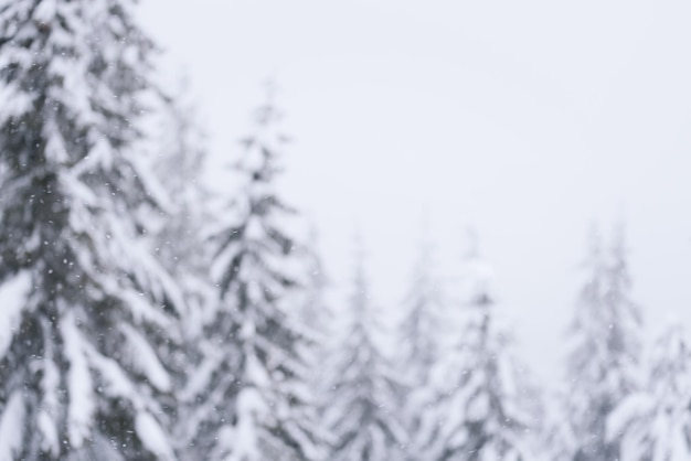 Photo blurred winter background spruce forest in the snow overcast weather