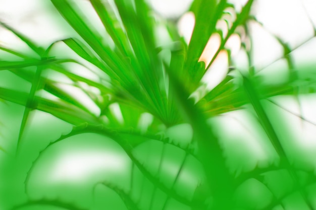 Blurry abstract coconut palm tree under blue sky on tropical beach