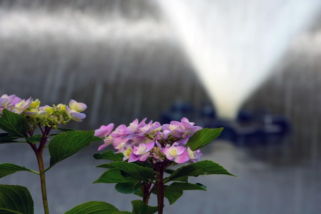 Blurry background out of focus flowering branches of hydrangeas