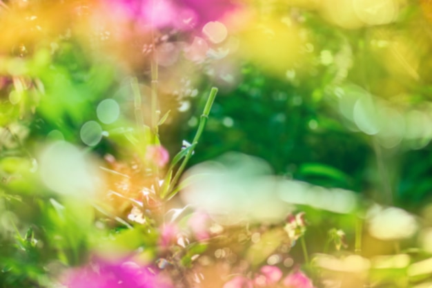 Blurry bokeh flower background