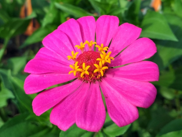 Blurry Closeup red zinnia flower blossom with blurred background Nature Background and wallpaper