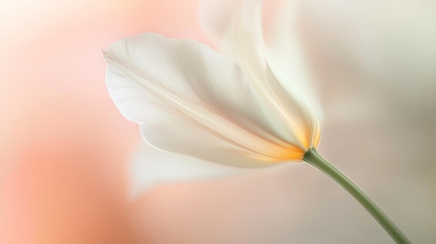 Blurry PastelToned Photo of a Swirling Flower