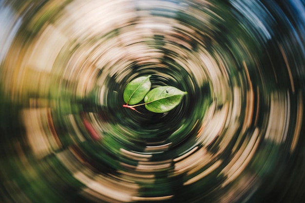 a blurry picture of a plant with a blurry background