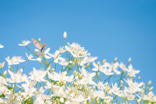 Blurry white flowers close-up against the blue sky.