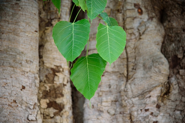 Bo green leaf with tree