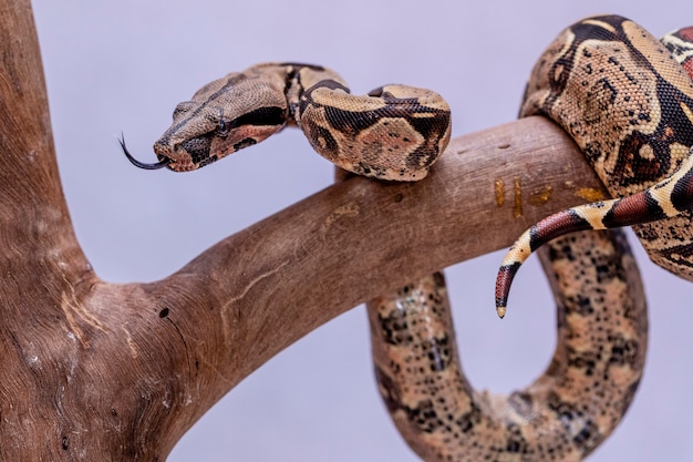 Photo the boa constrictor (boa constrictor), also called the red-tailed boa or the common boa, is a species of large, non-venomous, heavy-bodied snake that is frequently kept and bred in captivity