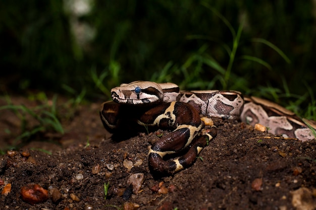 Boa snake creeping on the ground