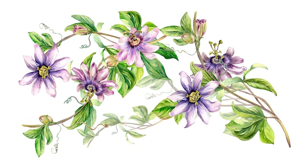 Board of passion flower plant watercolor illustration isolated on white