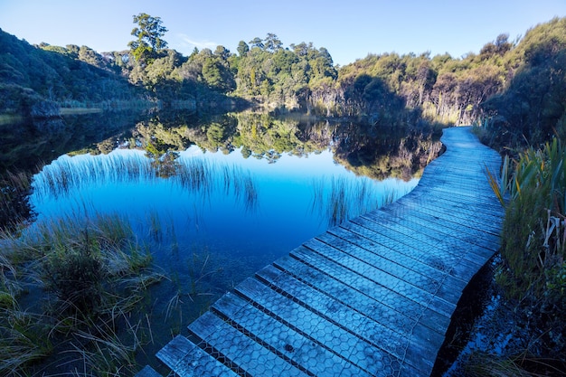 Boardwalk on the lake in tropical forest, New Zealand