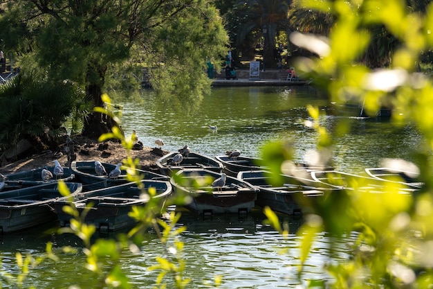 Boats with oars on the pond in the park Ciutadella Barcelona Spain