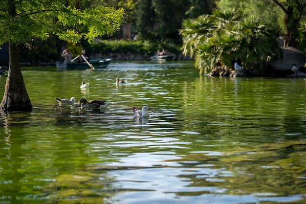 Boats with oars on the pond in the park Ciutadella Barcelona Spain