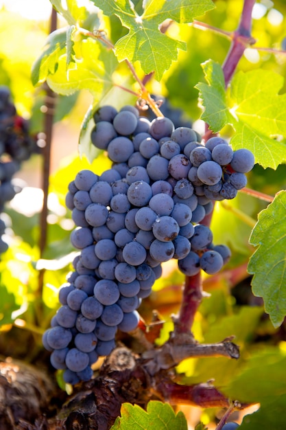 Bobal Wine grapes in vineyard raw ready for harvest