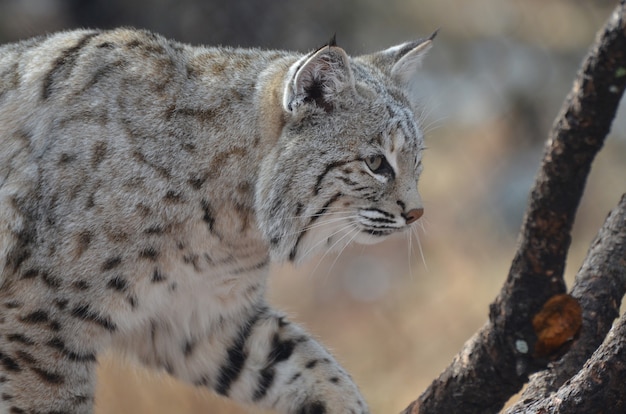 Bobcat making his moves in the wilderness.