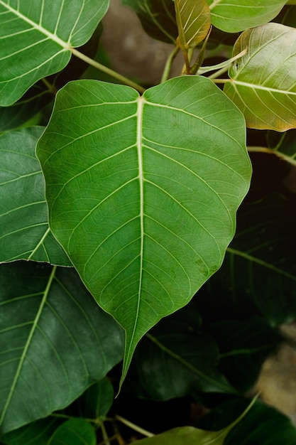 Bodhi green leaves in the nature.