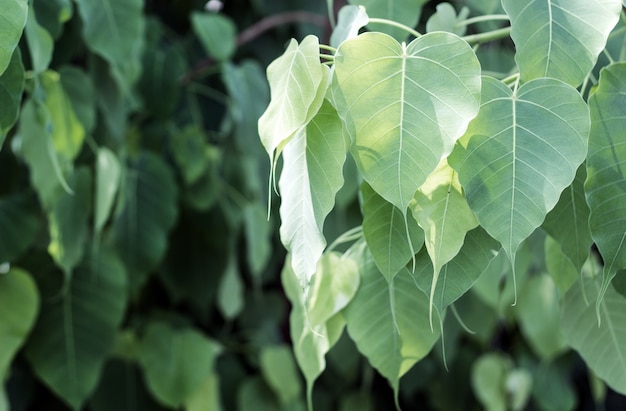 bodhi leaf on tree