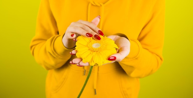 Body part of woman with yellow flower Crop unrecognizable person with red manicure holding gerbera on yellow background