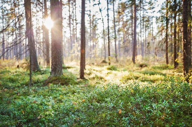 Bog in autumn forest