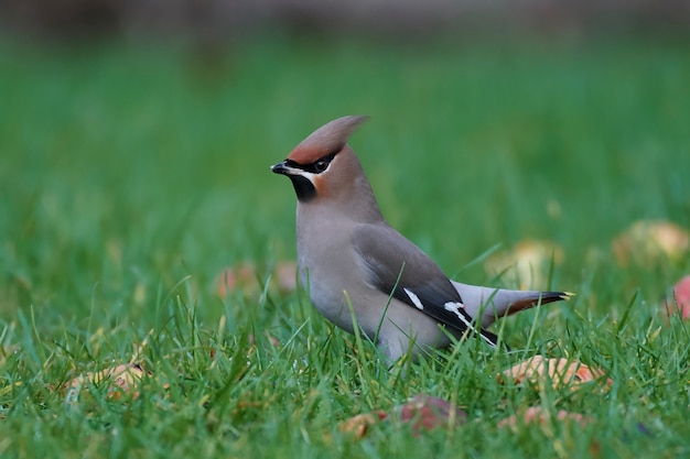 Bohemian waxwing (Bombycilla garrulus)