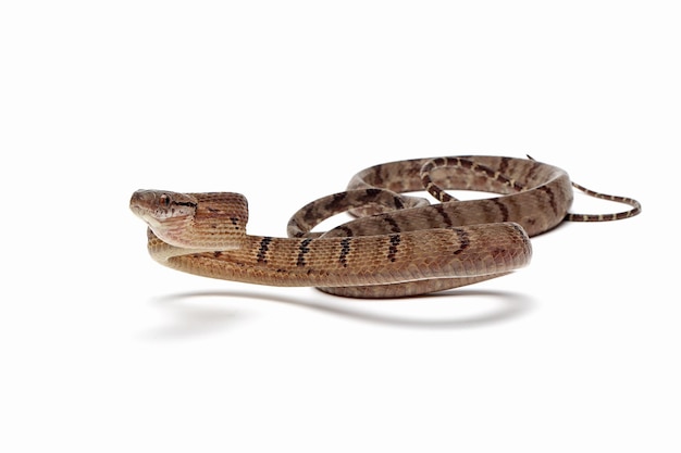 Boiga cynodon snake isolated on white background, Boiga cynodon closeup, Boiga cynodon isolater