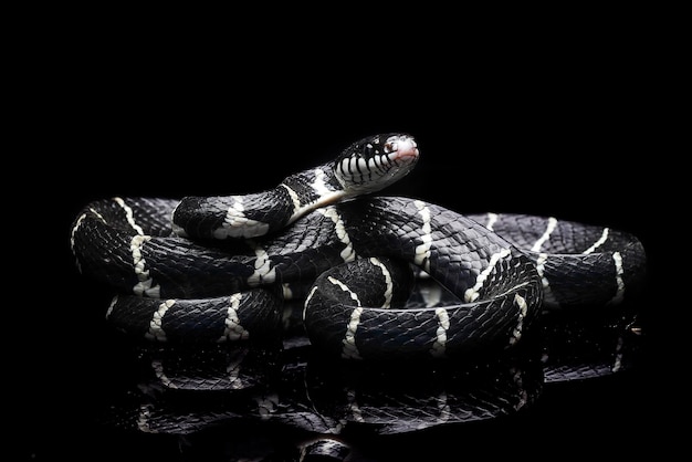 Boiga dendrophila, commonly called the mangrove snake or the gold-ringed cat snake