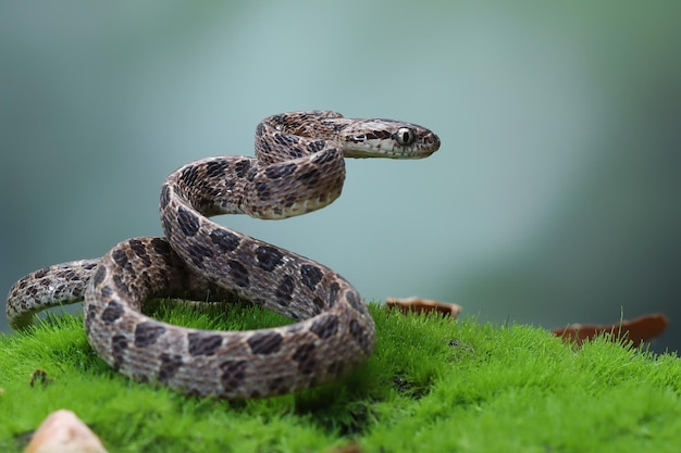 Boiga multo maculata snake closeup on natural background