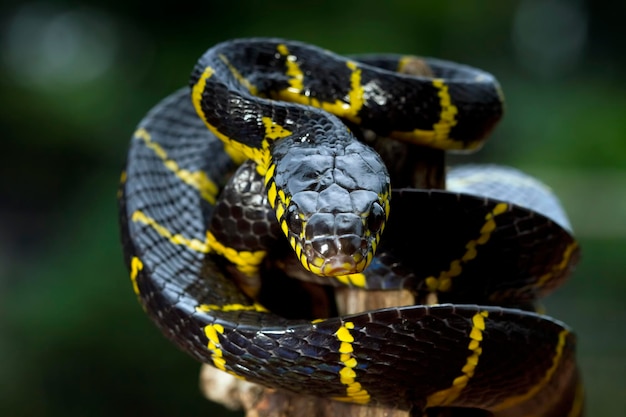 Boiga snake dendrophila yellow ringed Head of Boiga dendrophila animal closeup animal attack