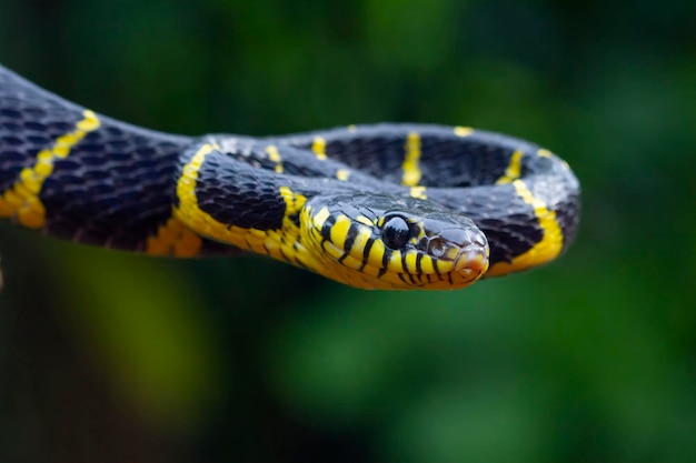 Boiga snake dendrophila yellow ringed Head of Boiga dendrophila