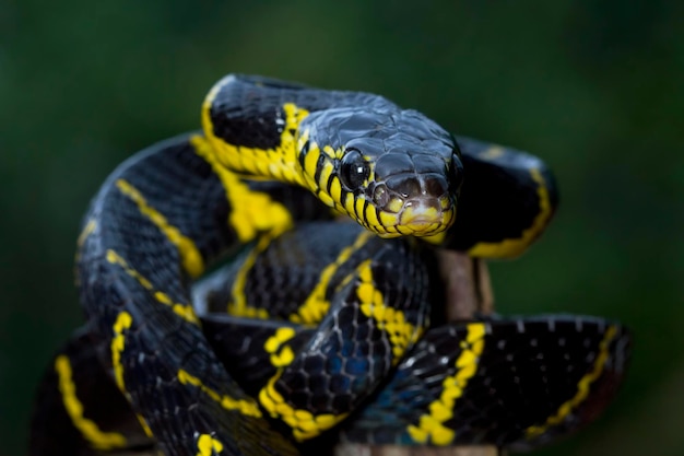 Boiga snake dendrophila yellow ringed on wood