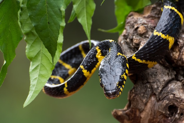 Boiga snake dendrophilia in defensive mode