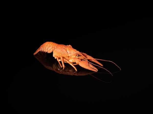 Boiled red crayfish is reflected in a black mirror surface