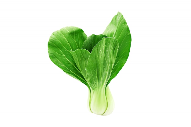 Bok choy (chinese cabbage) vegetable isolated on white background.