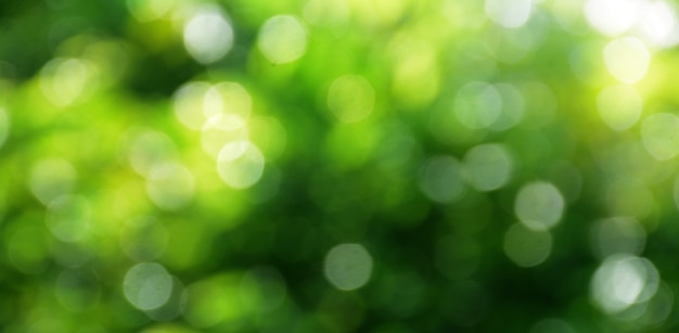 Bokeh background from green leaves on the tree With green bokeh Light green with a blurred yellow Th