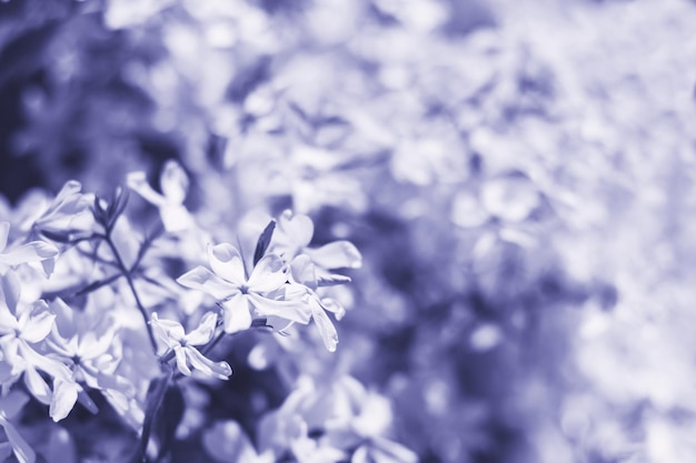 Bokeh background from nature forest out of focus, summer background, soft focus  Toned in color of the year 2022, very peri