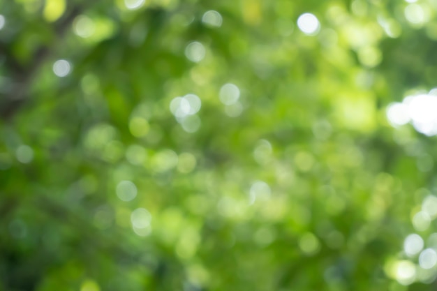 Bokeh blur tree nature background with sunlight on summer Spring season