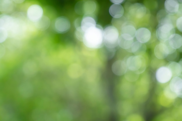 Bokeh blur tree nature background with sunlight on summer Spring season