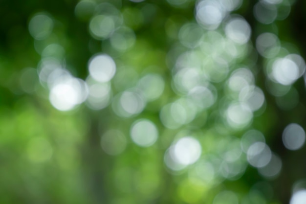 Bokeh blur tree nature background with sunlight on summer Spring season