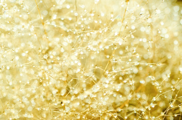 Bokeh drops of water blurred at the top of the brown hay tree with a blurred background.