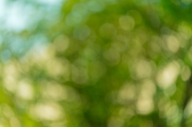 bokeh green leaves blur background