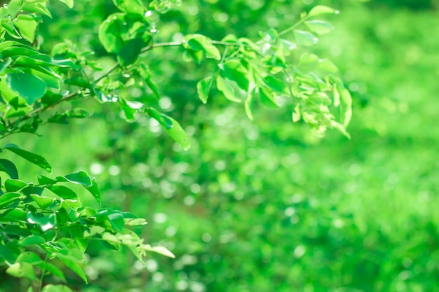 Bokeh of Tree Leaves for nature background and save green concept,soft and blur out of foc