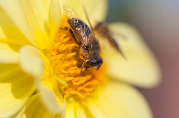 A bold bumble bee on a fresh, yellow sunflower harvesting the nectar from the flower. Horizontal format