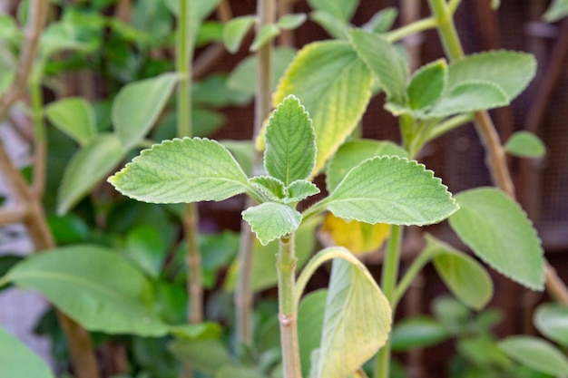 Boldo leaf in a garden in Rio de Janeiro