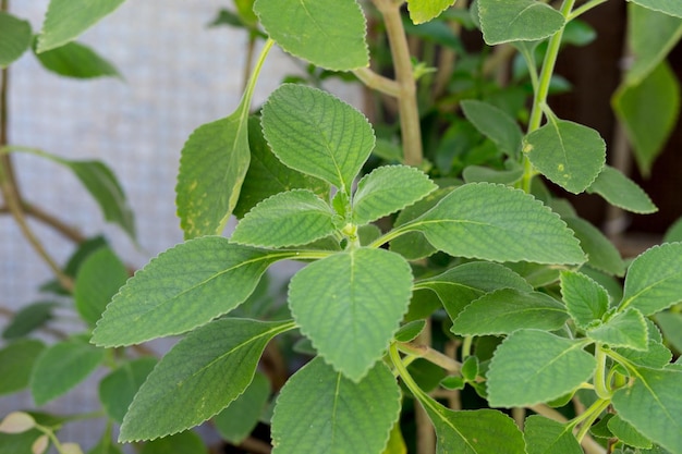 Boldo leaves in a Copacabana garden in Rio de Janeiro Brazil