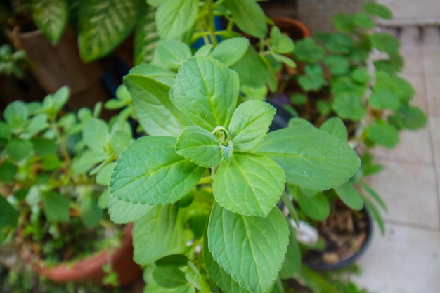 Boldo leaves in a garden in Rio de Janeiro Brazil