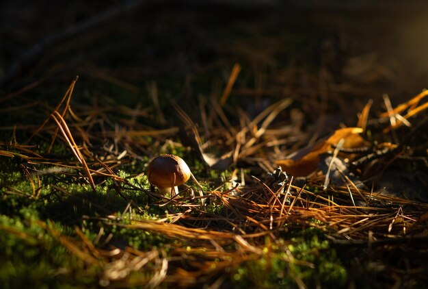 Bolete mushroom in the forest closeup Mushroom forest Mushrooms in the natural environment Macro