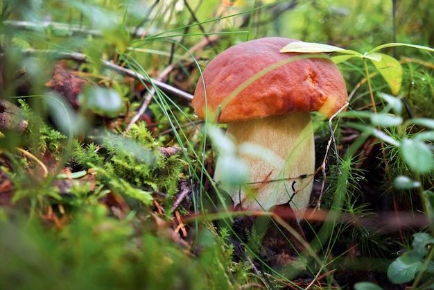 Boletus edulis (cep, penny bun, porcino or porcini) is a basidiomycete fungus, and the type species of the genus Boletus. Photo taken in Karelia, Russia