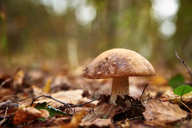 Boletus edulis mushroom in autumn fall. Beautiful mushroom in the forest