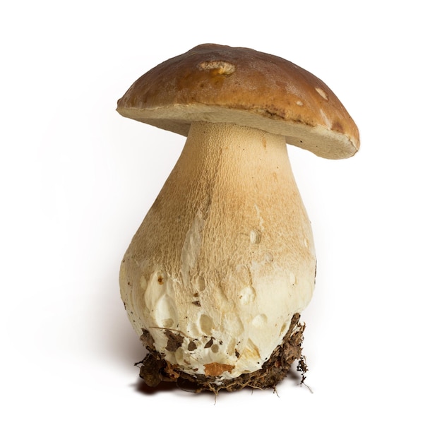 Boletus edulis mushroom isolated on brown background clipping path included into jpeg